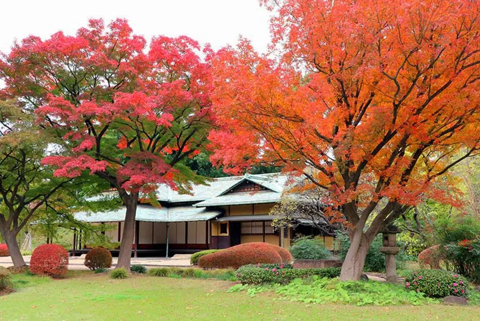 🌳 아카바네 공원 (赤羽公園) 이미지 1